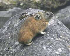 Image of pikas