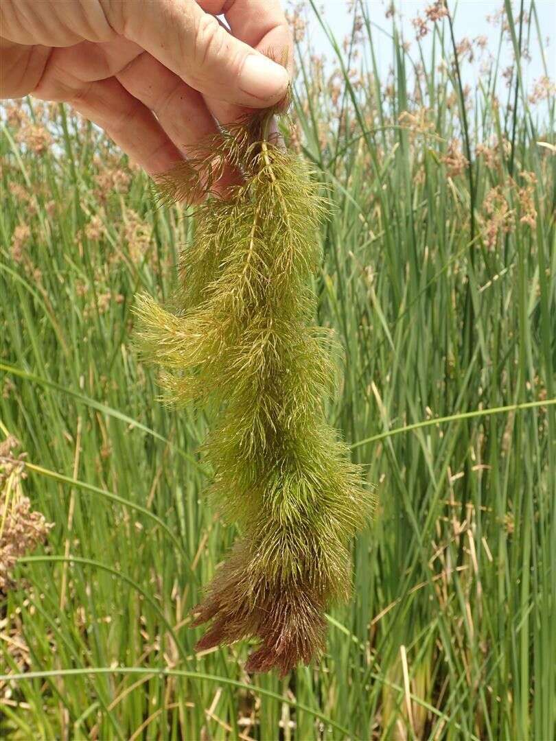 Image de Ceratophyllum demersum var. demersum