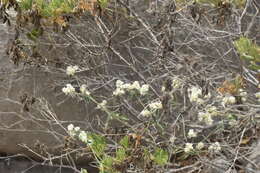 Image of hairy joyweed