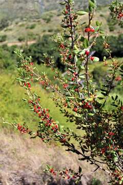 Imagem de Endotropis crocea subsp. pilosa (Trel. ex Curran) Hauenschild