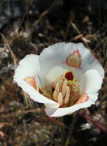 Image of butterfly mariposa lily