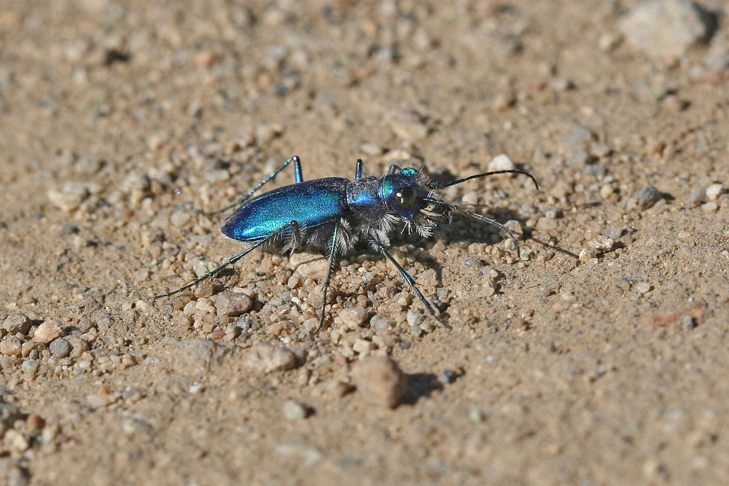 Image of Cicindela plutonica leachi