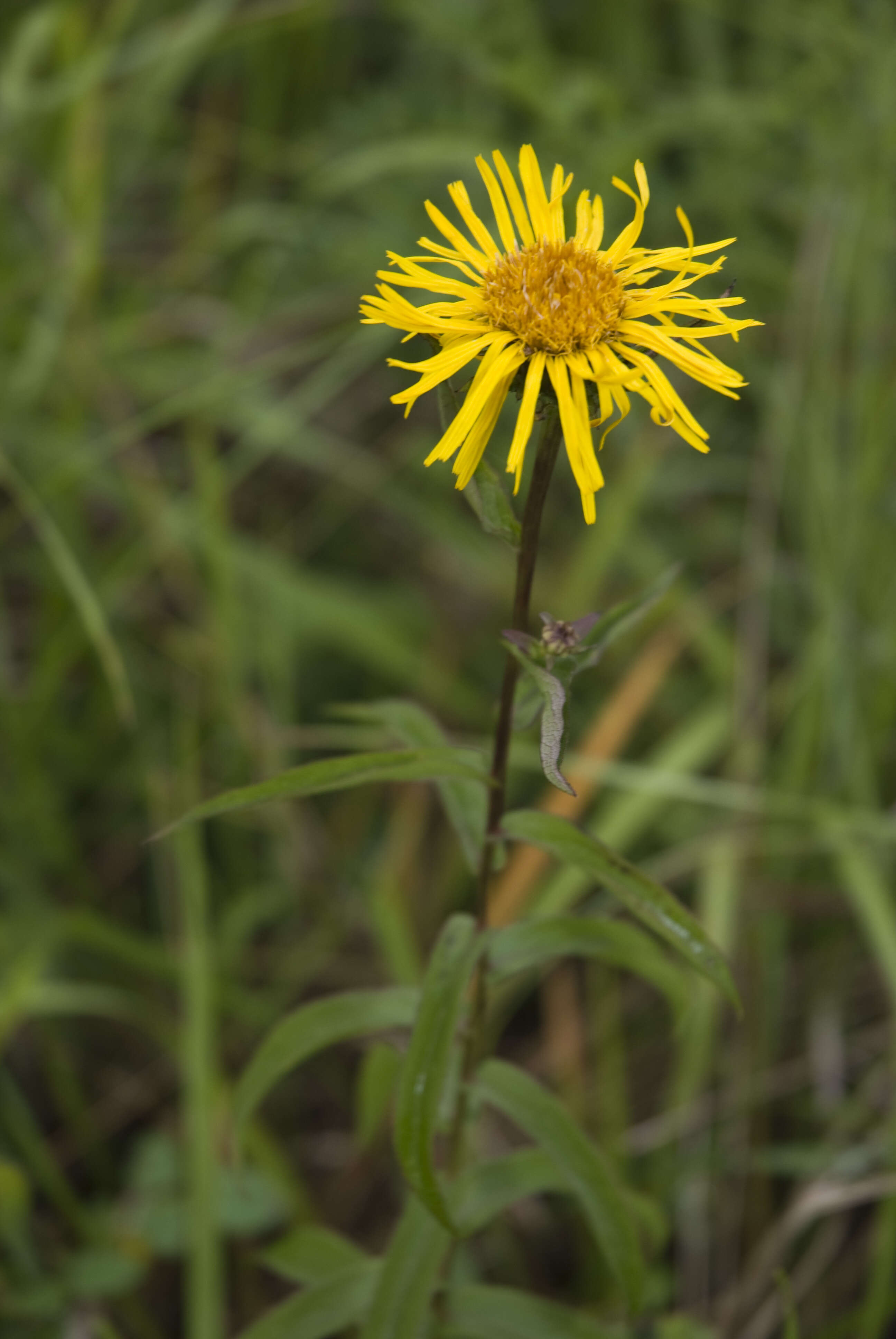 Image of Inula salicina