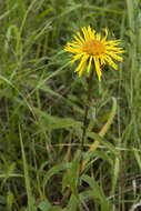 Image of Inula salicina