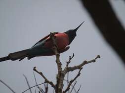 Image of Northern Carmine Bee-eater