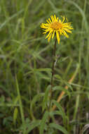 Image of Inula salicina