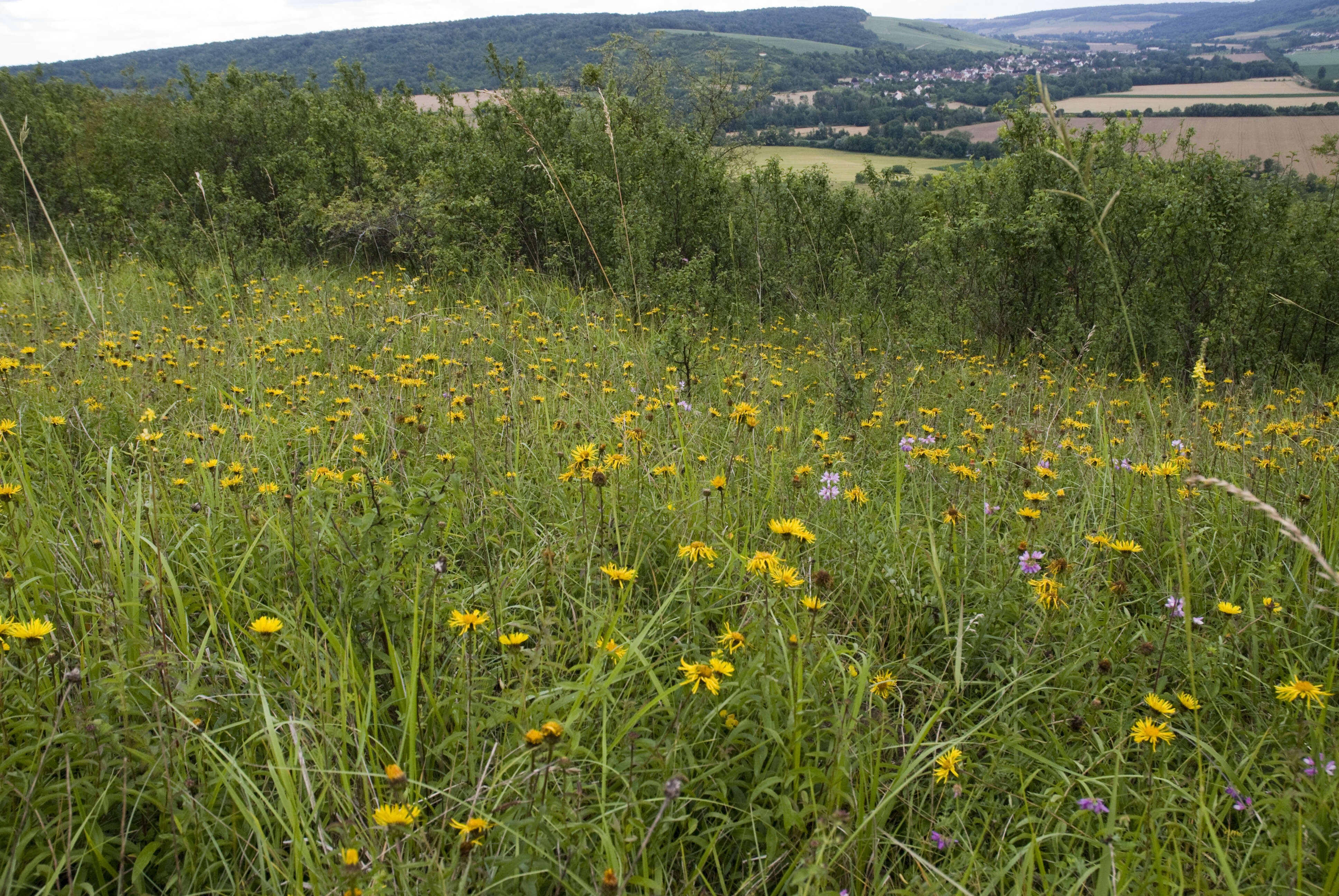 Image of Inula salicina