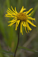 Image of Inula salicina