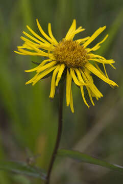 Image of Inula salicina