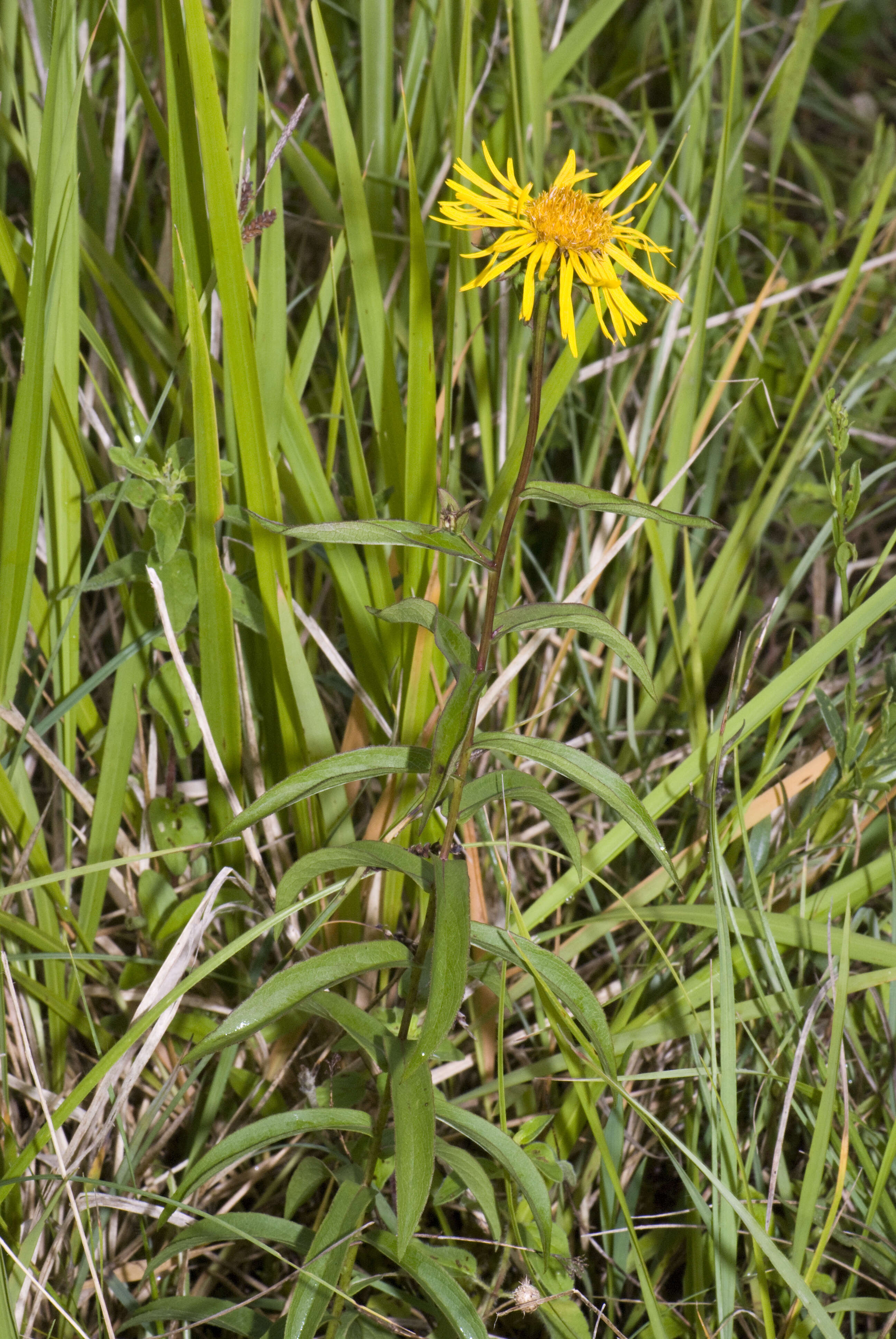 Image of Inula salicina