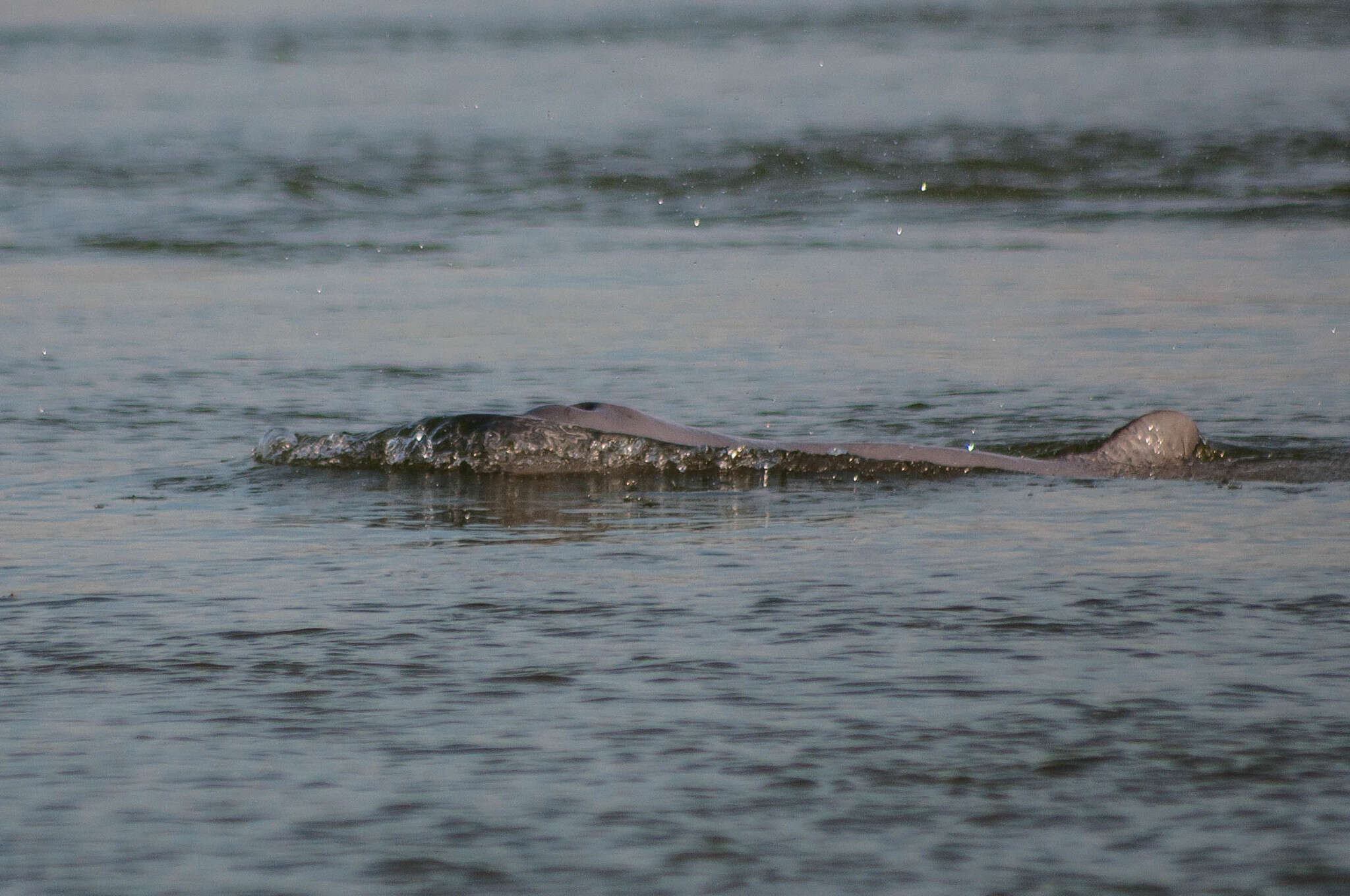 Image of Snubfin Dolphins