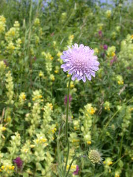 Слика од Knautia arvensis (L.) Coulter