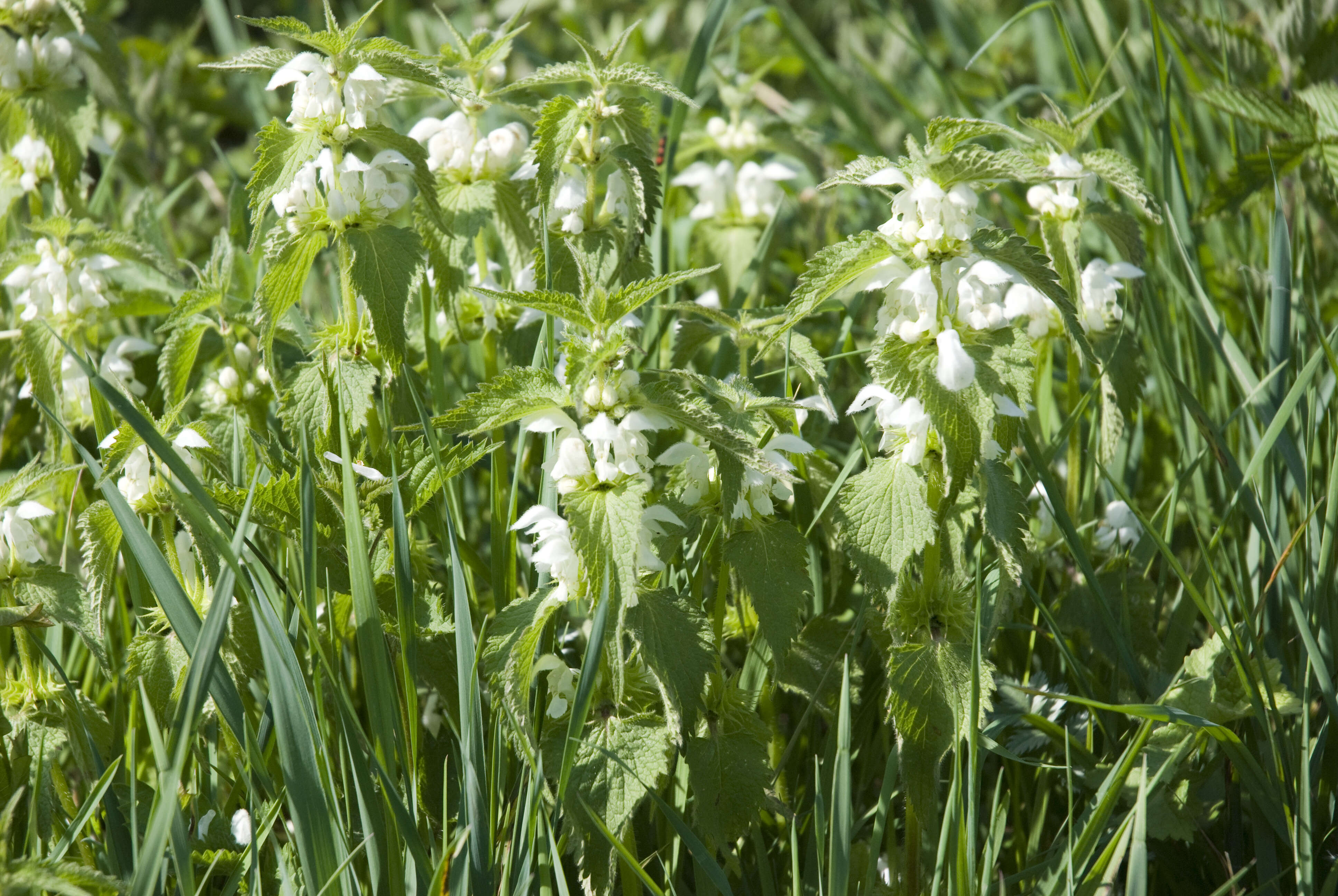 Image of white deadnettle