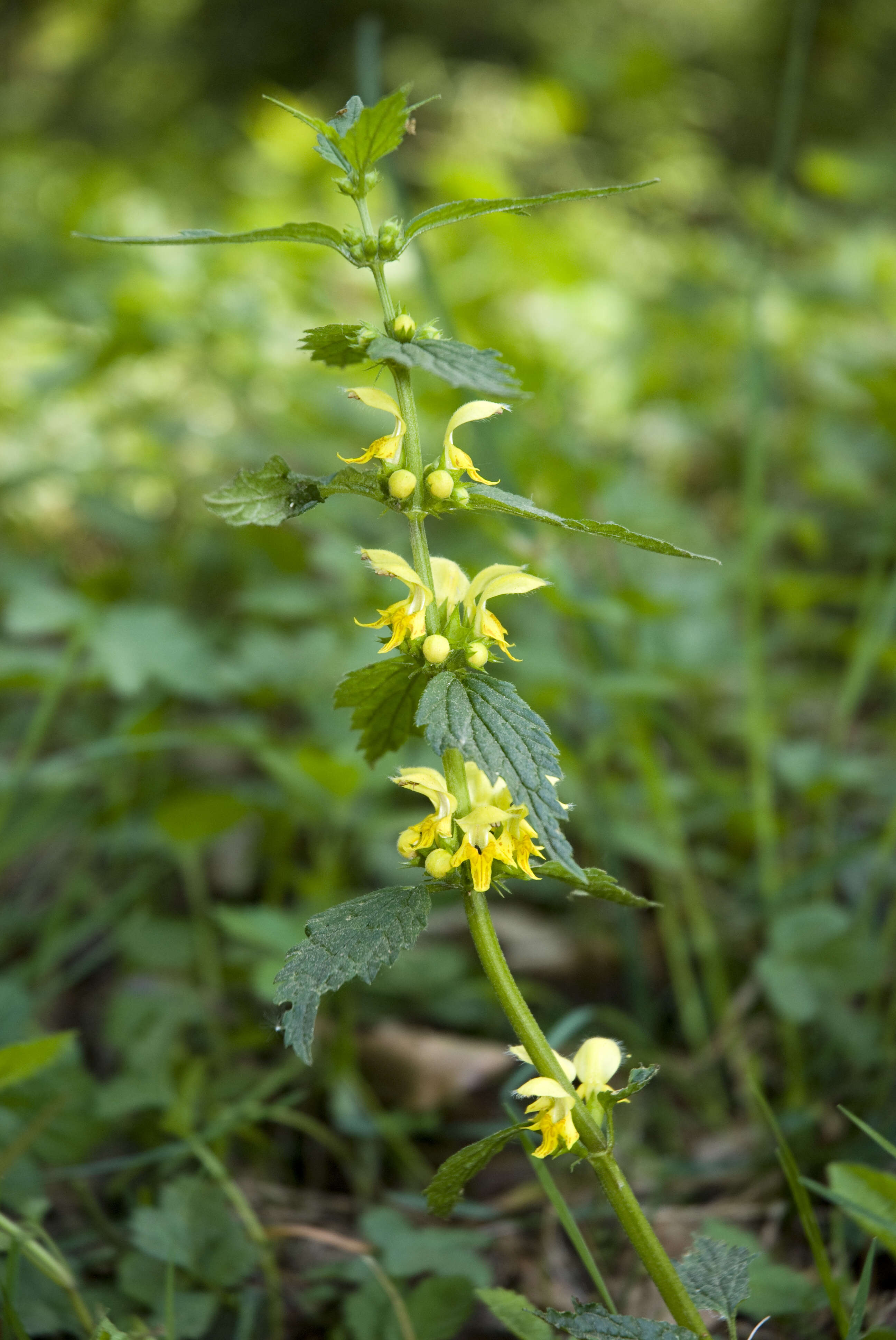 Imagem de Lamium galeobdolon (L.) L.