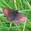 Image of Mountain Ringlet