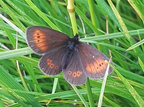 Erebia epiphron Knoch 1783 resmi