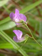 Imagem de Lathyrus palustris L.