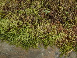 Image of obtuseleaf scleropodium moss