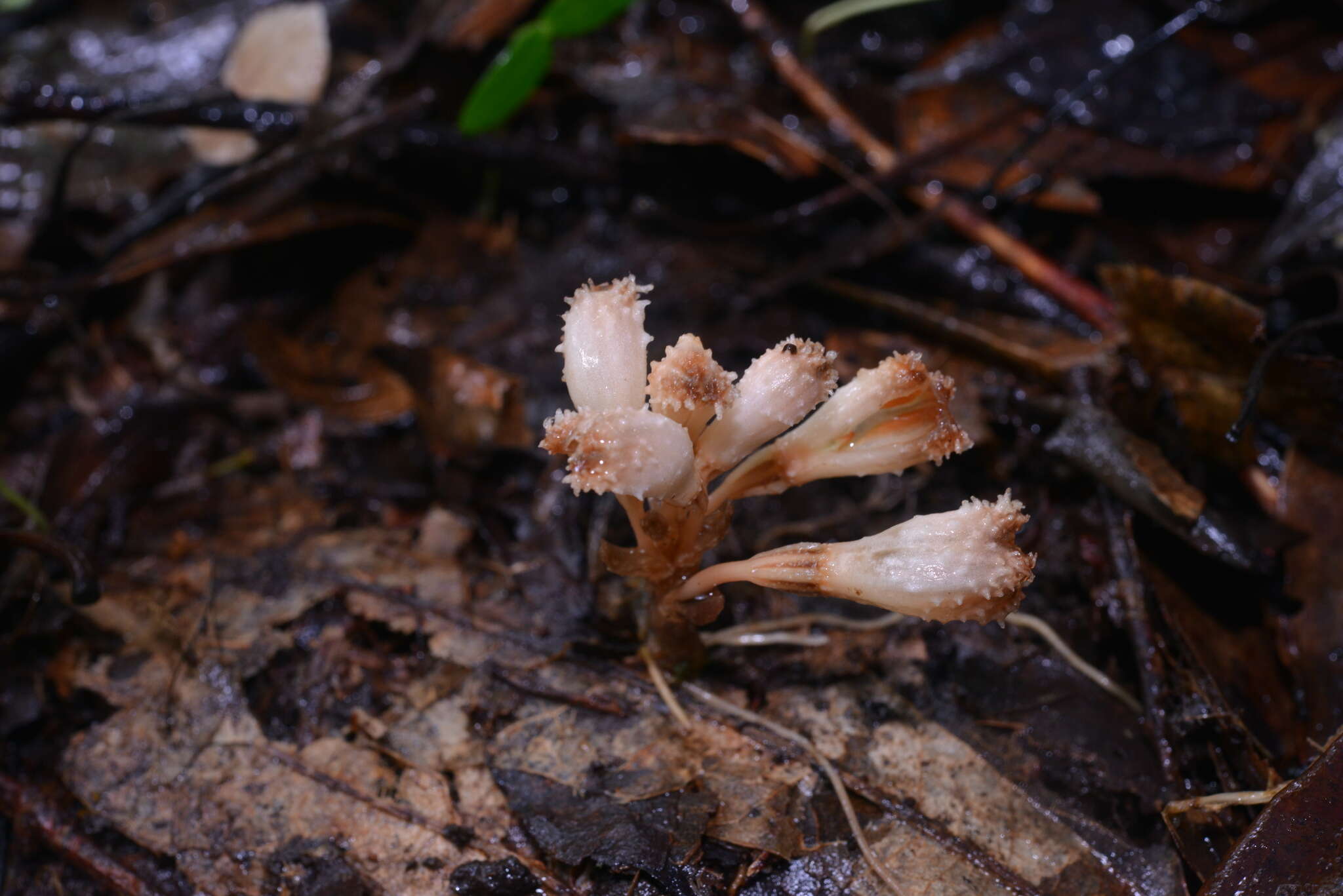 Image of Gastrodia albida T. C. Hsu & C. M. Kuo