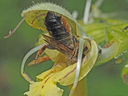 Image of Megachile ligniseca (Kirby 1802)