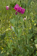 Image of tuberous pea