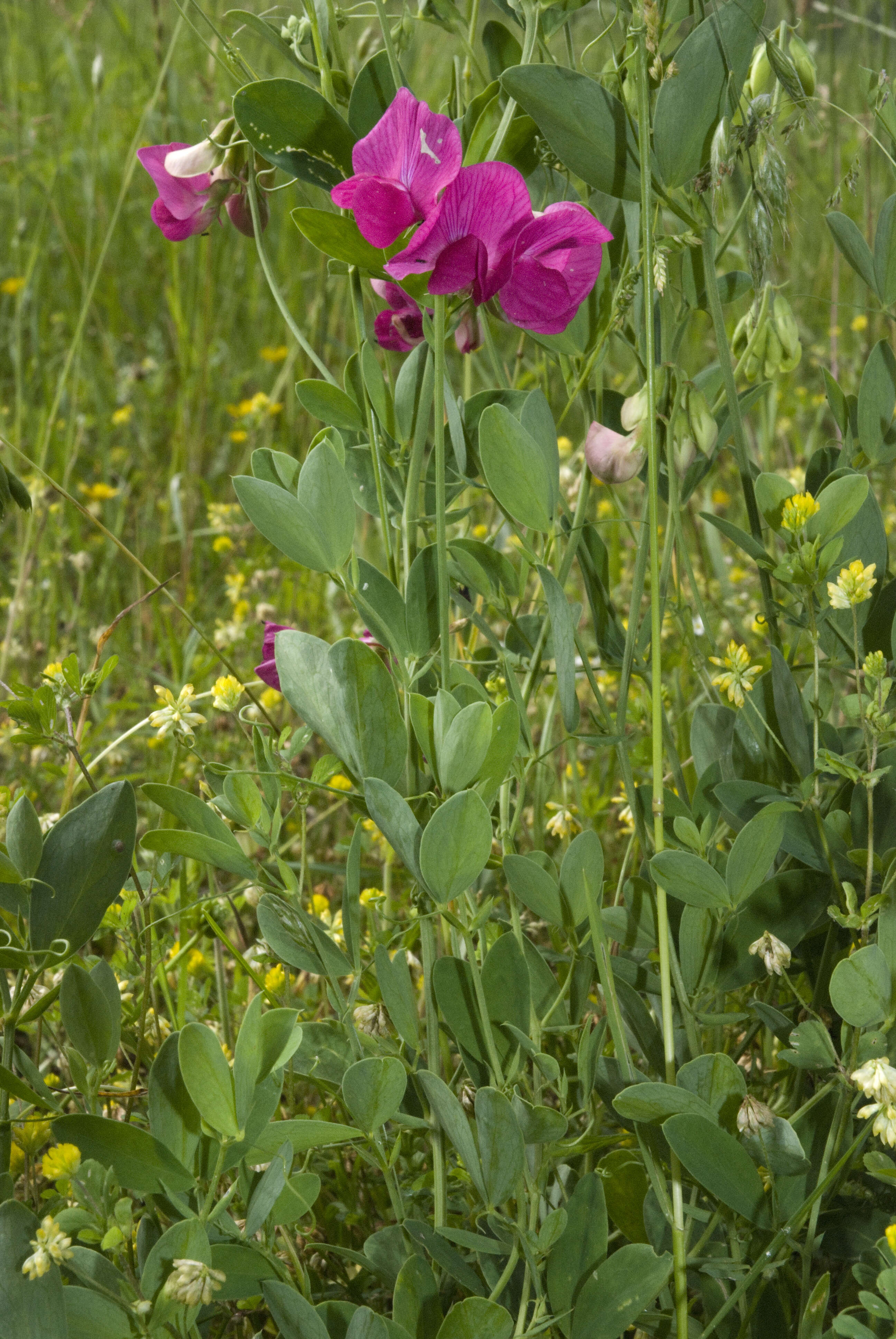 Image of tuberous pea