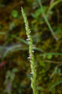 Imagem de Spiranthes suishanensis (Hayata) Schltr.