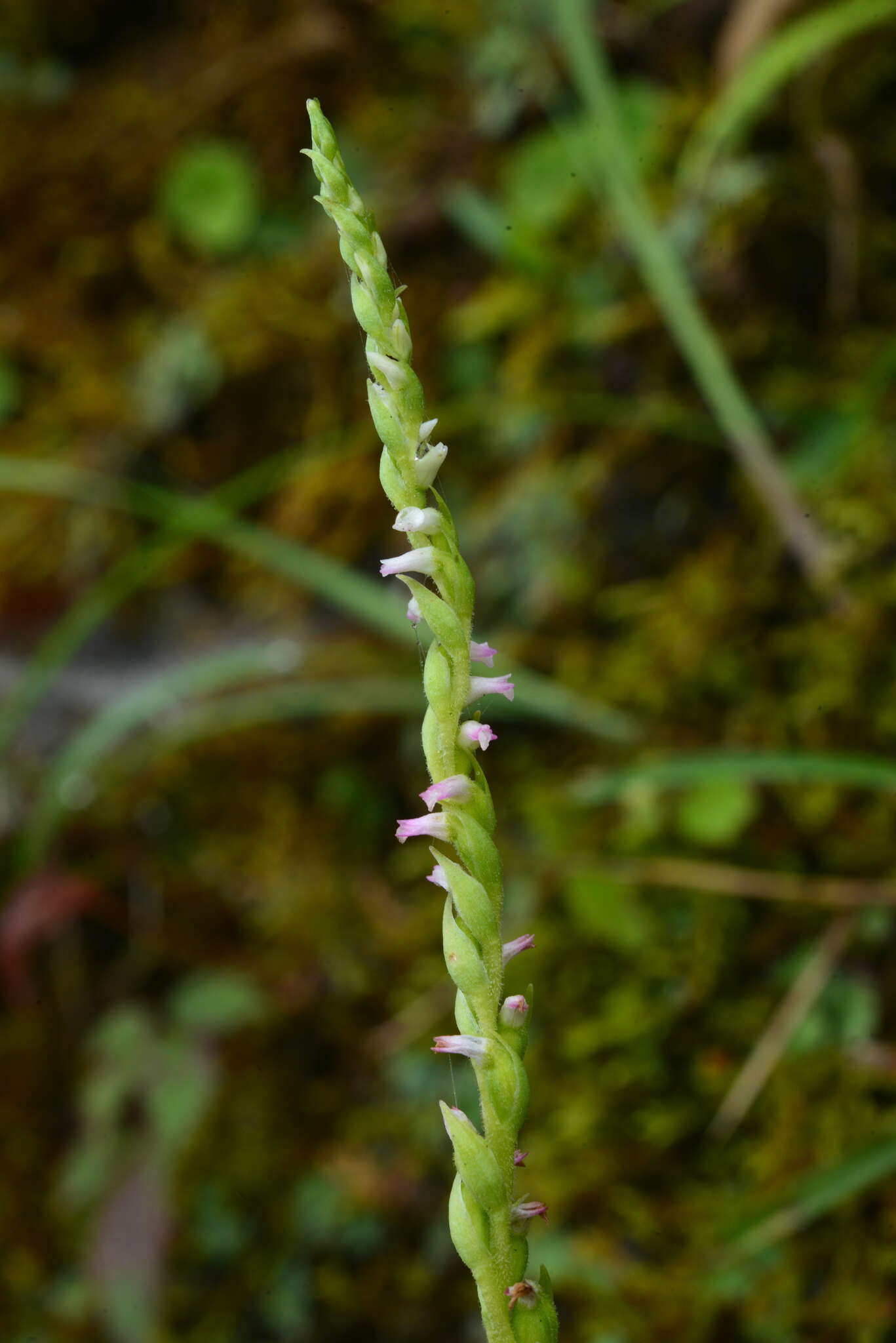 Image of Spiranthes suishanensis (Hayata) Schltr.