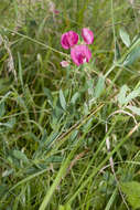 Image of tuberous pea