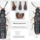 Image of Atheta (Atheta) basicornis (Mulsant & Rey 1851)