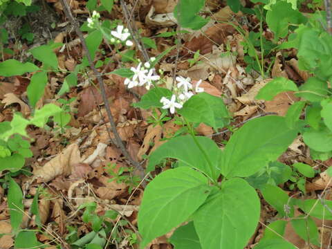 صورة Vincetoxicum acuminatum Decne.