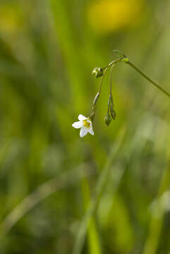 Image of purging flax, fairy flax