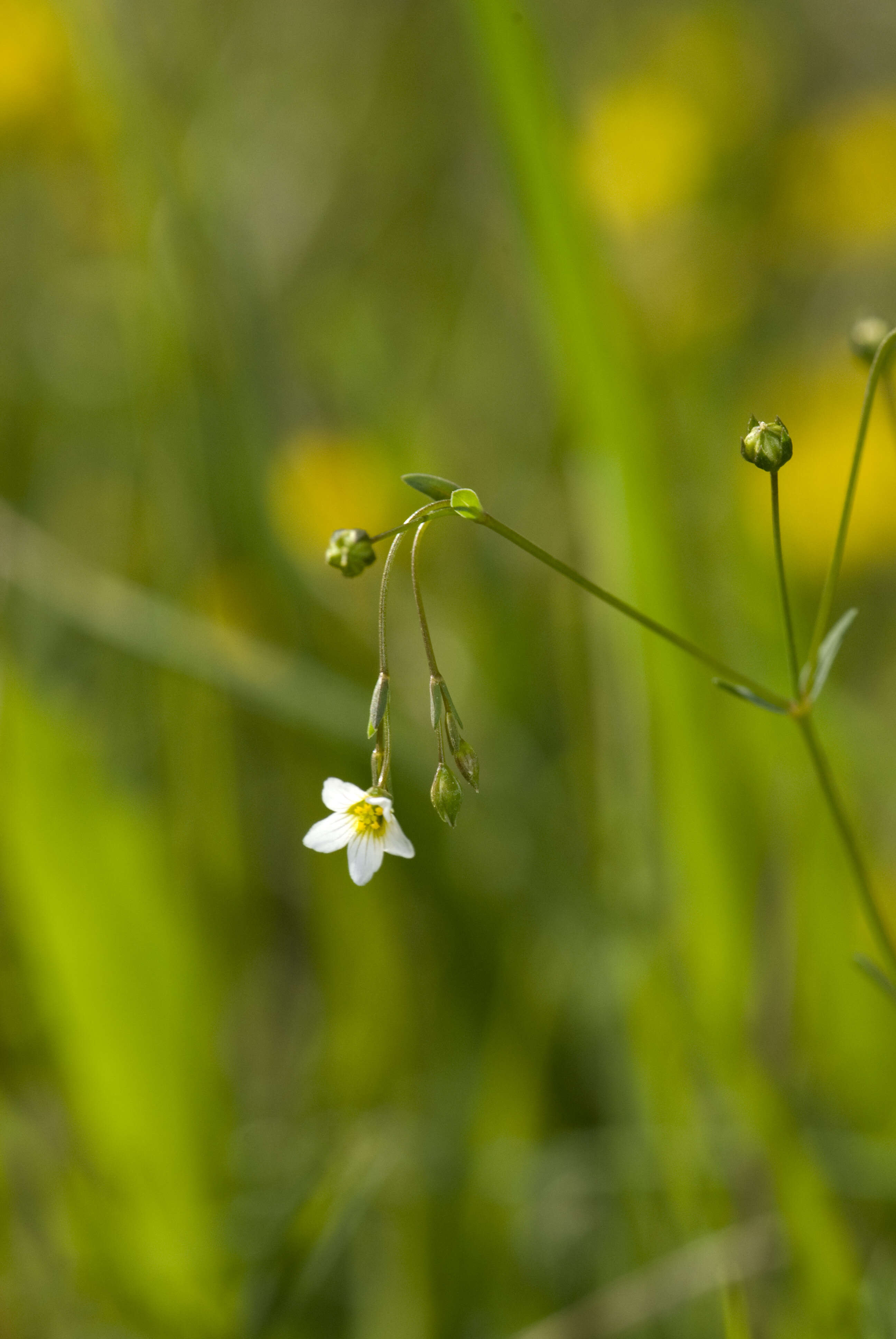 Image of purging flax, fairy flax
