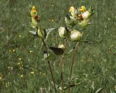 Image of Yellow rattle