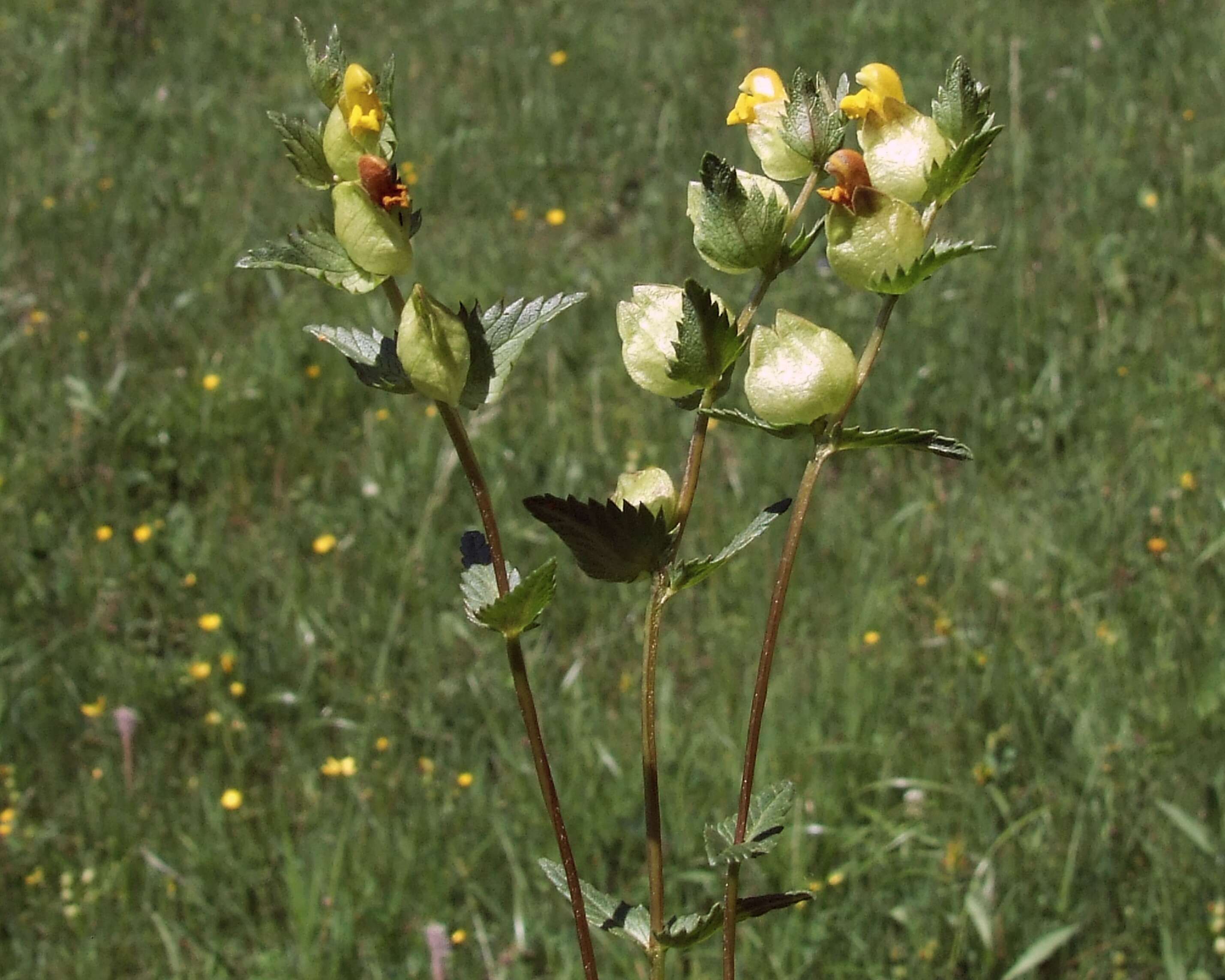 Image of Yellow rattle