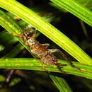 Image of Auckland tree weta