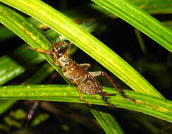 Image of Auckland tree weta