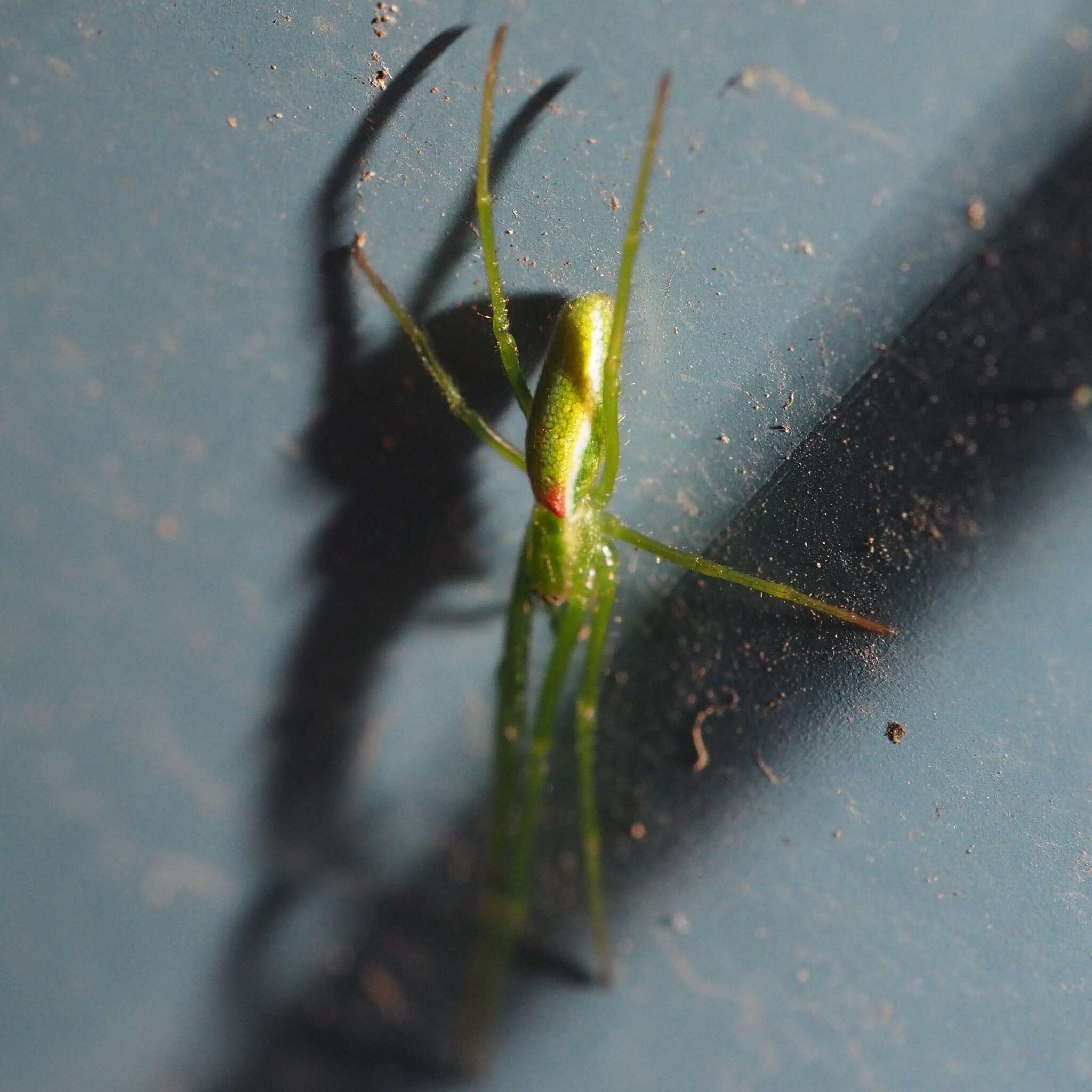 Image of Tetragnatha viridis Walckenaer 1841