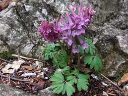 Plancia ëd Corydalis solida (L.) Clairv.