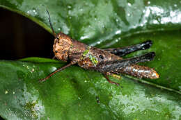 Image of Maculiparia curtipennis (Scudder & S. H. 1875)