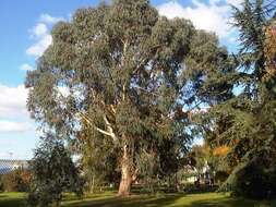 Image of White gum