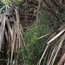 Image of leafless swallow-wort