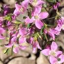 Image of Boronia crenulata Sm.