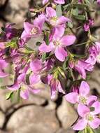 Image of Boronia crenulata Sm.