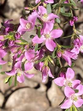 Image of Aniseed Boronia