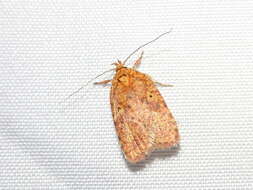 Image of Four-dotted Agonopterix