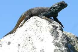 Image of southern rock agama