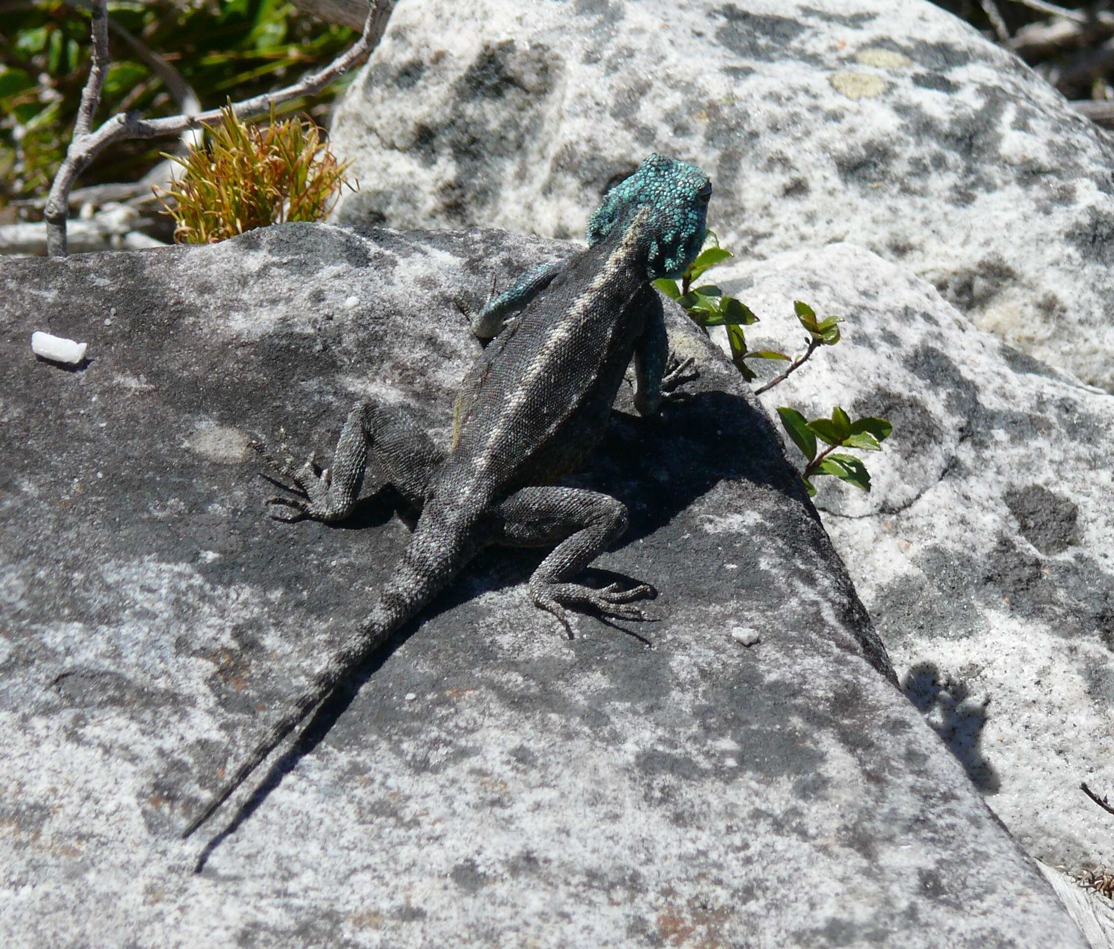 Image of southern rock agama