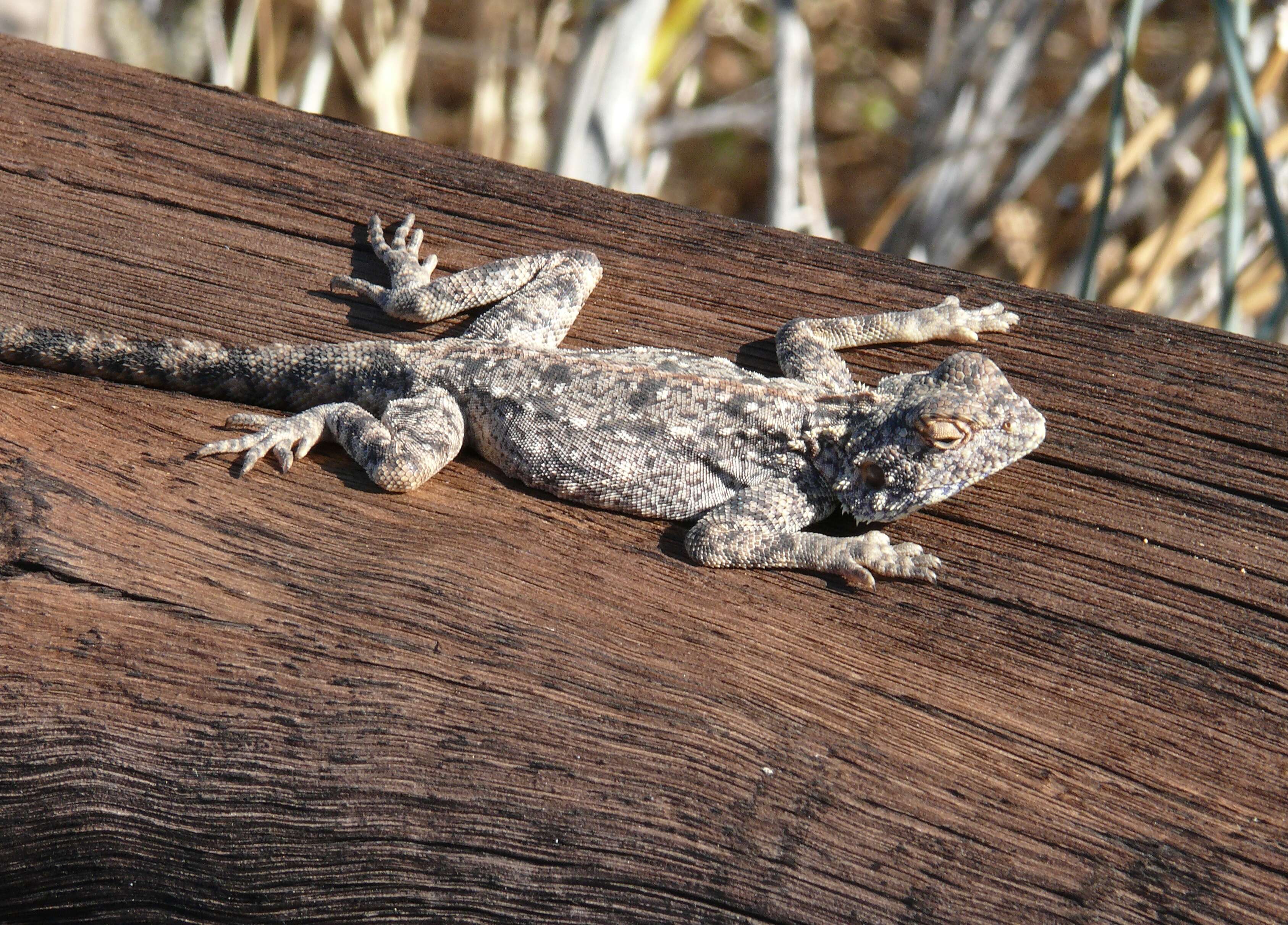 Image of southern rock agama