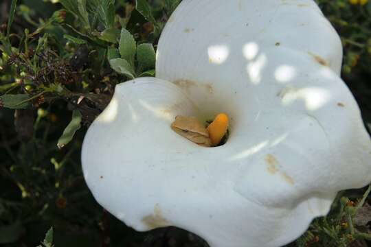 Image of Arum lily frog